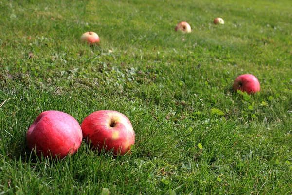 Juicy apples on the grass.