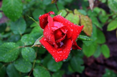 Kırmızı gül yağmur damlacıkları kapat.