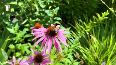 Arıların, yeşil yapraklarla çevrili canlı pembe kozalaklı çiçeklerden nektar toplayarak yaz doğasında tozlaşmanın güzelliğini ve önemini yakalıyorlar..
