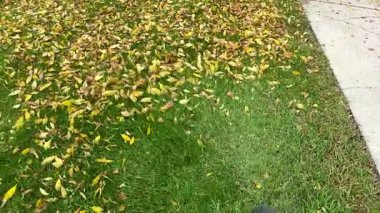 Yaprak üfleyici ile sonbahar çim bakımı