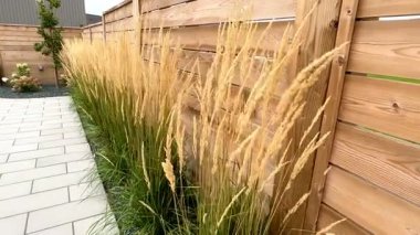 Uzun tüy kamış otları yumuşak rüzgarda ahşap bir çit boyunca usulca sallanıyor. Doğal süs çimen hareketi sakin, kırsal bir açık hava sahnesi yaratır..