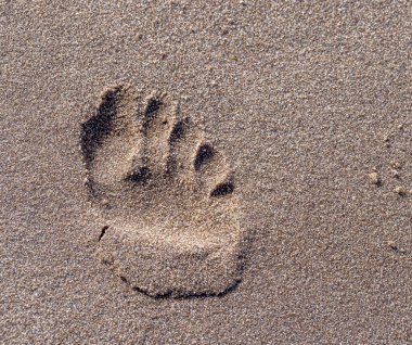 Islak, Parlak Kum Üzerinde Tek Çıplak Ayak İzinin Yakın Çekimi