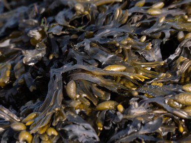 Bladderwrack 'in yakın çekimi Deniz Yosunu Ashore' u plajda yıkadı.