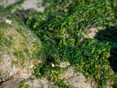 Green Seaweed Low Tide 'da kumsalda