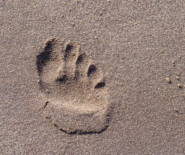 Islak, Parlak Kum Üzerinde Tek Çıplak Ayak İzinin Yakın Çekimi