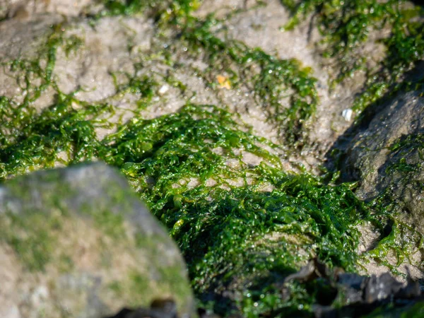 Islak Kum Yüzeyinde Yeşil Yosun Macro Vuruşu