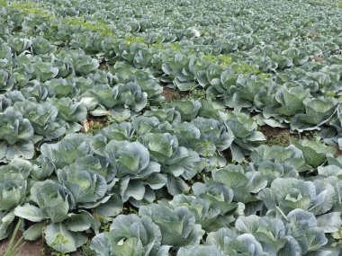 Organik gübreli lahana tarlası. Böylece böcek ilaçları ve zehirli kimyasal gübrelerden korunur.