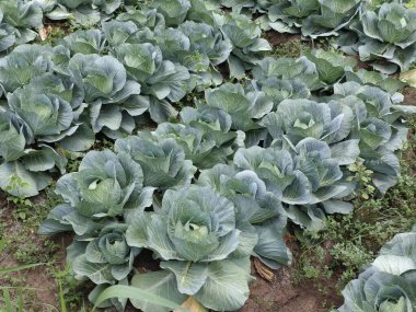 Organik gübreli lahana tarlası. Böylece böcek ilaçları ve zehirli kimyasal gübrelerden korunur.