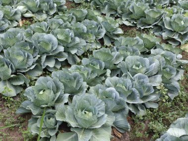 Organik gübreli lahana tarlası. Böylece böcek ilaçları ve zehirli kimyasal gübrelerden korunur.