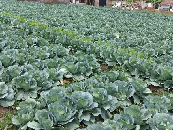 Organik gübreli lahana tarlası. Böylece böcek ilaçları ve zehirli kimyasal gübrelerden korunur.