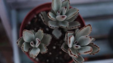 Küçük bir saksının içine ekilmiş sulu bir bitki.