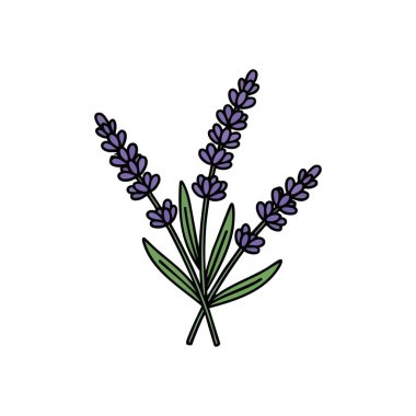 Lavanta Çiçeği İllüstrasyonu. Canlı yeşil sapları olan zarif mor çiçekleri var. Bu büyüleyici botanik sanat eseri dinginliği ve doğal güzelliği somutlaştırıyor. Sağlık temaları için mükemmel..