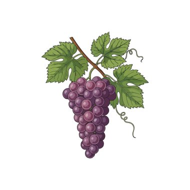 Canlı Violet Vine Meyve Çizimi. Bu zarif illüstrasyon taze yeşil yapraklı dolgun bir üzüm kümesini gösteriyor. Bereketli bir hasat ve doğal refahın özünü çağrıştırıyor..