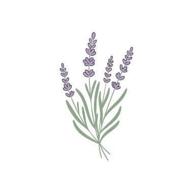 Zarif Lavanta Botanik Çizimi. Mor kokulu çiçeklerin stilize edilmiş tasviri sakinliği ve doğal güzelliği sembolize ediyor. Sağlık, aromaterapi ve tasarım projeleri için ideal..