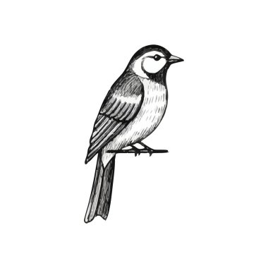 Klasik Avian Perch Monokrom Sketch. Küçük kanatlı bir yaratığın bir dala yerleşmiş zarif gri tonda tasviri. Bu basit, zamansız sanat eseri huzuru ve doğal uyumu çağrıştırıyor..