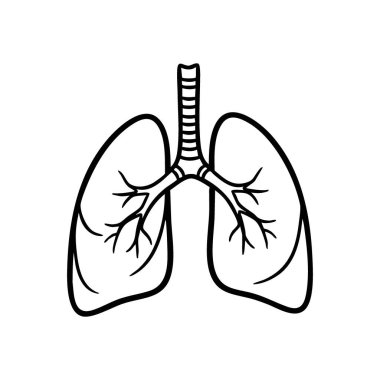 İnsan Ciğerleri Solunum Sistemi Simgesi. Akciğer organlarının detaylı anatomik çizimi. Hayati sağlık, nefes alma ve sağlık kavramlarını temsil eder..