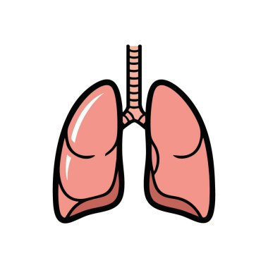 İnsan Ciğerleri Anatomi İllüstrasyonu. Hayati solunum organlarını gösteren canlı bir grafik. Bu tıbbi diyagram nefes almayı, yaşamı ve genel olarak iyi olmayı simgeler..