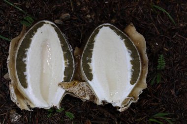 Phallus impudicus mushroom in forest. Harvested phalus impudicus or stinkhorn mushroom on forest floor with pine needles.