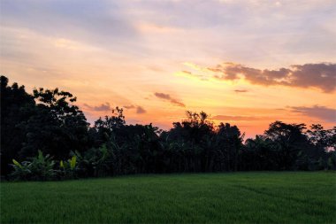 Yeşil tarlalarda gün doğumunun güzel manzarası