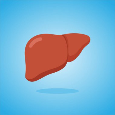 Sağlıklı bir karaciğer organının vektör çizimi. Sağlık, sağlık ve sağlık konuları için mükemmel. Mavi bir arkaplanda izole edilmiş.