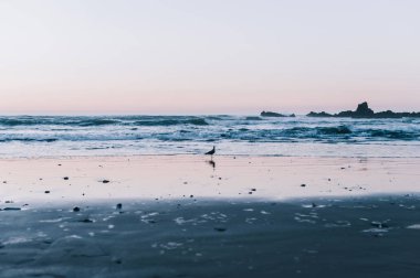 Açık banka, günün sonunda, okyanus yüze martı standları