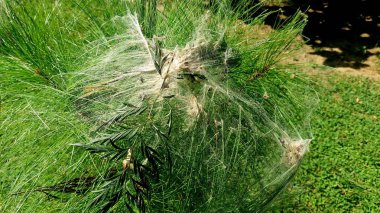 Yoğun Beyaz İpeksi Ağ Çam Ağacını Kaplıyor Doğal Dış Görüntü