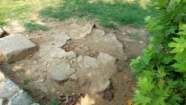 Kırık Ağaç Gövdesi Parçalar Yeşil Çimenli Kuru Kahverengi Çamur ve Çalı