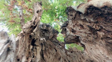 Deep Hollow ve Sunlit Green Leaves ile Büyük Antik Ağaç Gövdesi