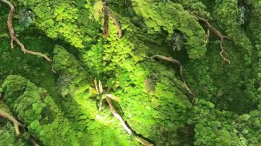 4k footage close up of green vertical garden art with moss, stones, and wooden trunk. Wall greeneries with various leaves and mosses with natural tree branches. Plant design, nature beauty. 