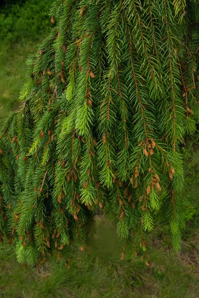 Dağlarda yağmurda ıslak çam