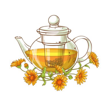 beyaz zemin üzerine Calendula çay vektör çizim