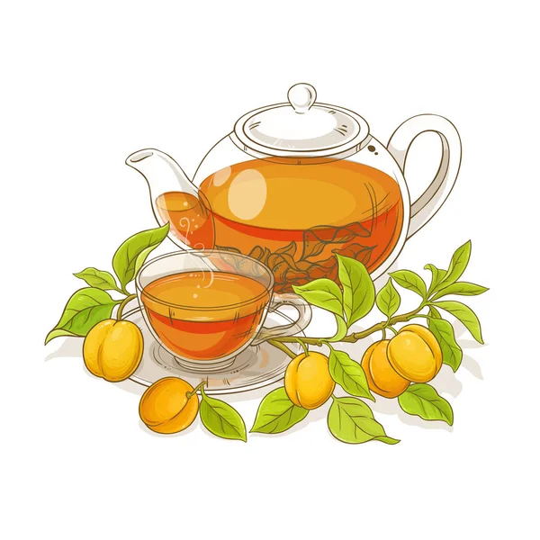 Abrikoos Thee Vectorillustratie Witte Backgrond — Stockvector