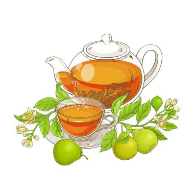 Bergamot çayı vektör çizim beyaz arka plan üzerinde