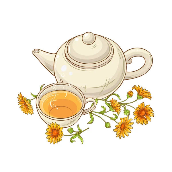 Calendula Thee Vectorillustratie Witte Achtergrond — Stockvector