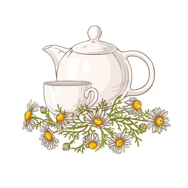 菊花茶在茶壶插图白色背景 — 图库矢量图片