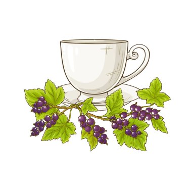 Beyaz arka planda siyah frenk üzümü çay illüstrasyon