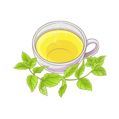 melissa çayı resimde beyaz arka plan üzerinde fincan