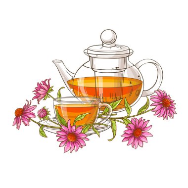 echinace purpurea çay çaydanlık vektör çizim