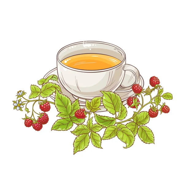 Csésze Tea Málna Illusztrációja Fehér Háttér — Stock Vector