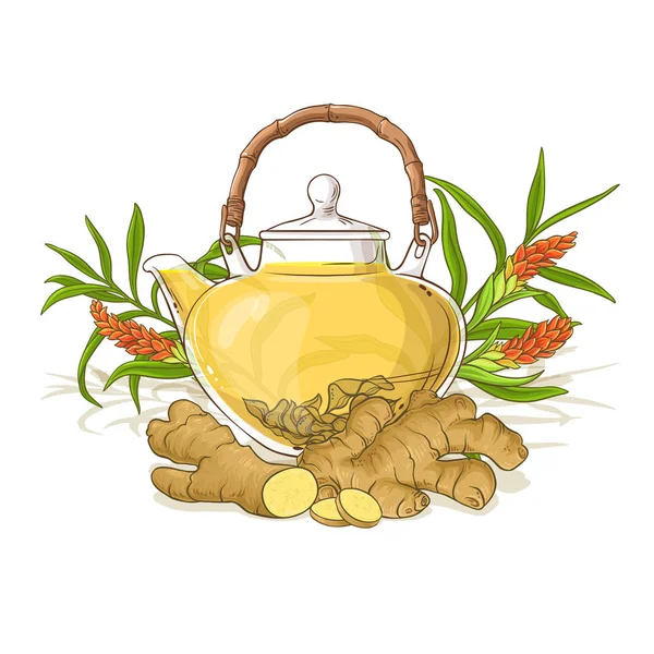 茶壶中的姜茶白色背景插图 — 图库矢量图片