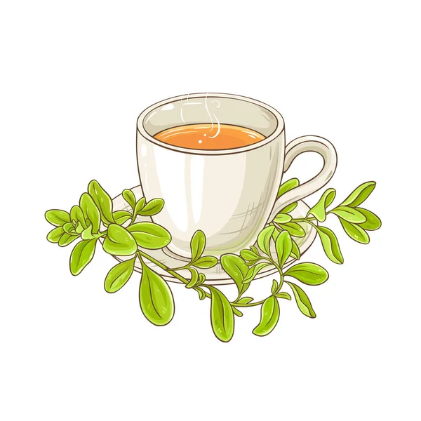 Kupa Majoránna Tea Illusztrációja Fehér Háttér — Stock Vector