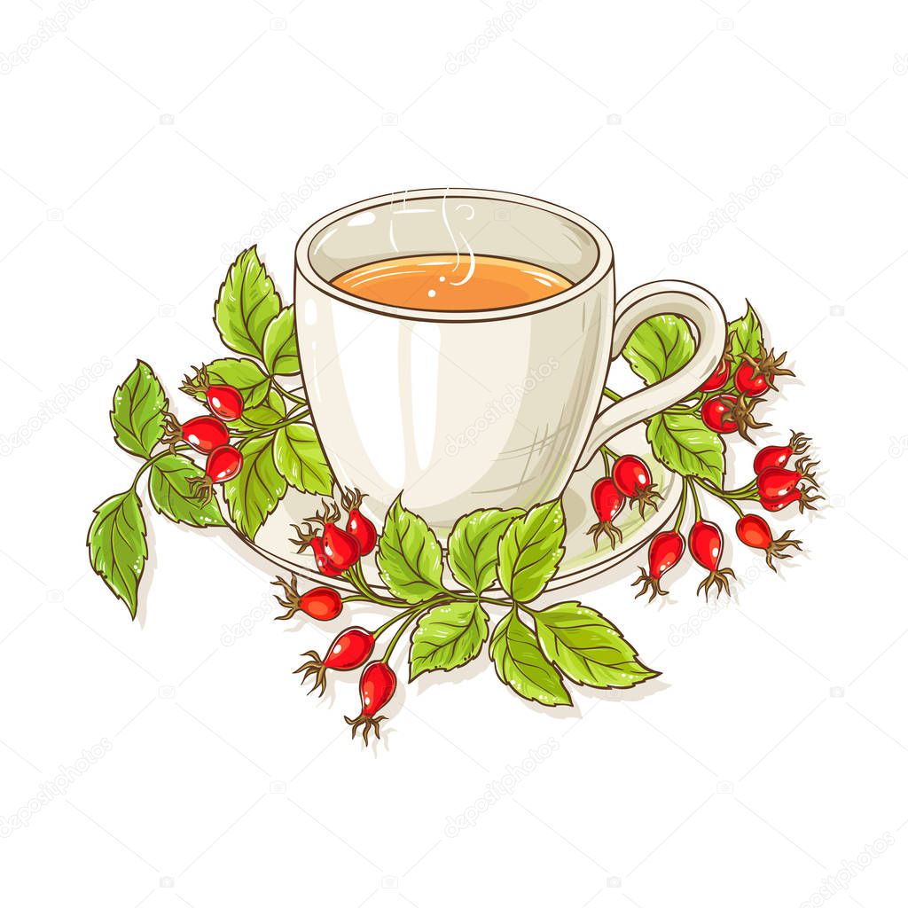 wild rose tea illustration on white background