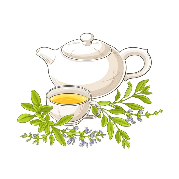 Herbaty Szałwi Wektor Ilustracja Białym Tle — Wektor stockowy