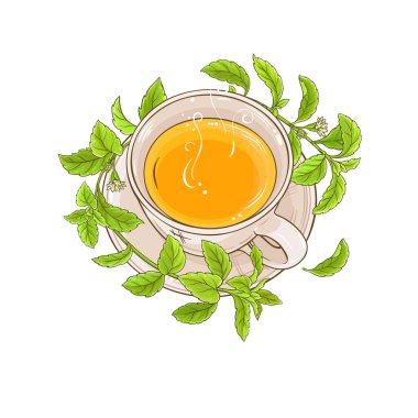 stevia çay resimde beyaz arka plan üzerinde fincan