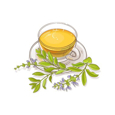 adaçayı çay vektör çizim beyaz arka plan üzerinde