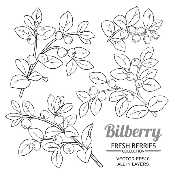 Διάνυσμα Φυτό Bilberry Λευκό Φόντο — Διανυσματικό Αρχείο