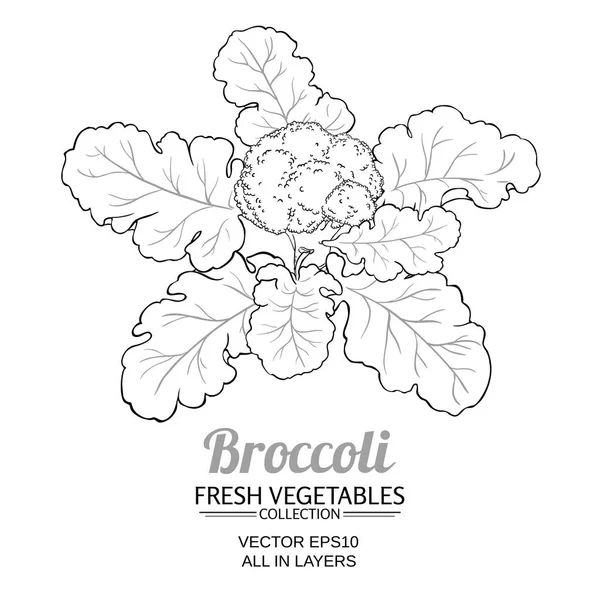 Брокколи Растительный Вектор Изолирован Белом Фоне — стоковый вектор