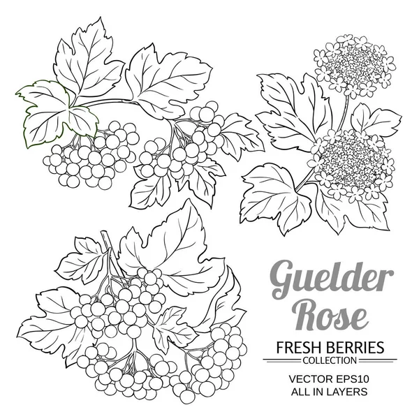 Guelder Rose Plante Vecteur Mis Sur Fond Blanc — Image vectorielle