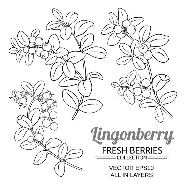lingonberry plant vector set on white background