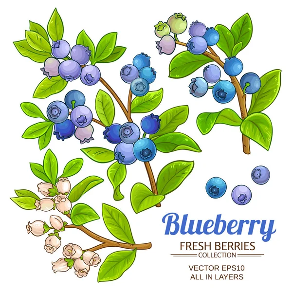 yaban mersini bitki vektör beyaz arka plan üzerinde ayarla